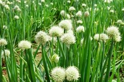 White flowers of green onion on a garden bed on a farm. Product Image 1
