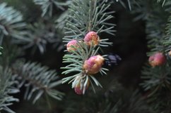 Christmas trees outdoors in the garden Product Image 1
