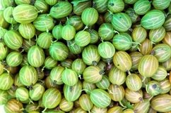 Gooseberry Harvest, a crop of ripe gooseberries Product Image 1