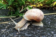 Big garden snail in shell crawling on wet road hurry home Product Image 20