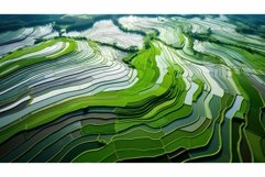 growth agriculture rice white Product Image 1