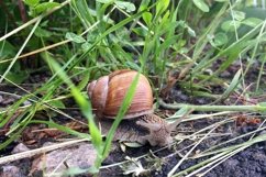 Big garden snail in shell crawling on wet road hurry home Product Image 24