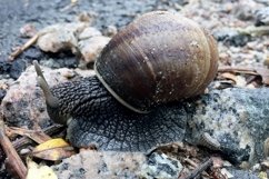 Big garden snail in shell crawling on wet road hurry home Product Image 7