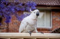 Cockatoo on a fence Product Image 1