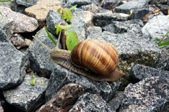 Big garden snail in shell crawling on wet road hurry home Product Image 15