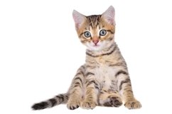 Stock Photo - Shorthair brindled kitten sitting isolated Product Image 1