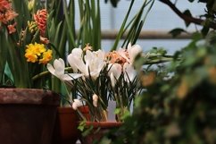 spring flowers in pots in the store Product Image 1