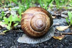 Big garden snail in shell crawling on wet road hurry home Product Image 23