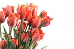 Garden Tulip Background Wallpaper Product Image 1