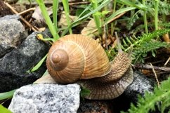 Big garden snail in shell crawling on wet road hurry home Product Image 7