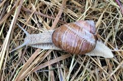 Big garden snail in shell crawling on wet road hurry home Product Image 17
