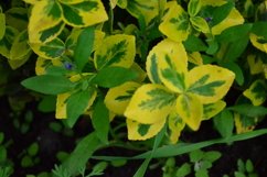 blooming flowers in the garden Product Image 1