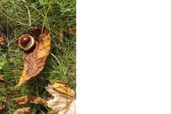 foliage in the autumn season Product Image 1