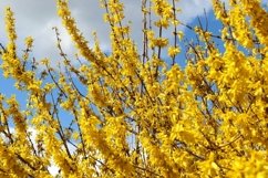 Beautiful background of flowering trees Product Image 1