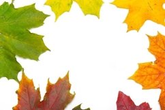 Bright leaves on a white background copyspace . Product Image 1