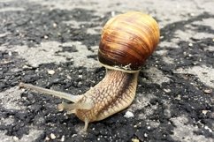 Big garden snail in shell crawling on wet road hurry home Product Image 15