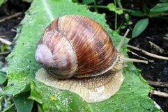 Big garden snail in shell crawling on wet road hurry home Product Image 26