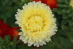 yellow asters in the garden Product Image 1