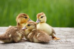 three little duckling on a wooden table Product Image 1