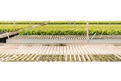 A huge greenhouse with lettuce growing out of seedlings. Product Image 1