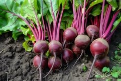 Robust Beetroot organic harvest green. Generate Ai Product Image 1