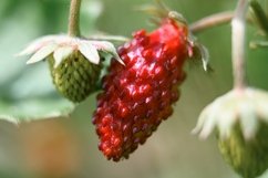 ripe red and unripe green wild berry strawberries bush Product Image 1