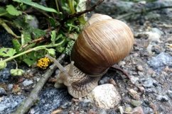 Big garden snail in shell crawling on wet road hurry home Product Image 13