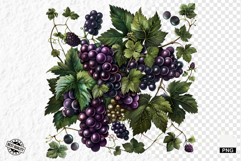 Summer Grapes Vine Clipart Product Image 1