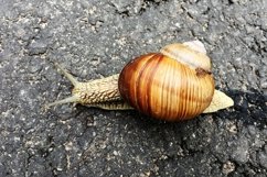 Big garden snail in shell crawling on wet road hurry home Product Image 28
