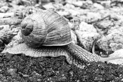 Big garden snail in shell crawling on wet road hurry home Product Image 17