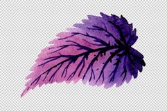 Begonia leaves Watercolor png Product Image 5