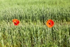 Field with cereal Product Image 1