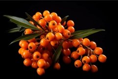 Vibrant orange sea buckthorn berries on black background Product Image 1