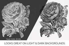 Rose Clipart Black and White - Floral Illustration Paul Neyr Product Image 2