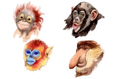 Primates Watercolor png Product Image 1