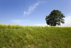 tree in the field Product Image 1