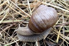Big garden snail in shell crawling on wet road hurry home Product Image 15