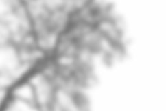 Leaves Shadow Overlay Effect Mockup Product Image 2