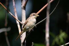 red-backed shrike Lanius Collurio. Product Image 1