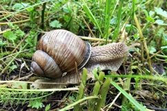 Big garden snail in shell crawling on wet road hurry home Product Image 28