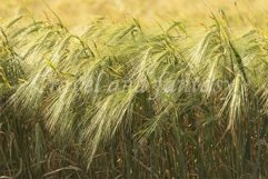 Golden Ripe Wheat Field Agricultural Landscape Product Image 1