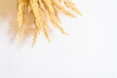 pampas grass bunch of yellow dry ears poaceae isolated white Product Image 1