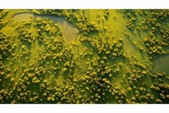 lush golden clover Product Image 1