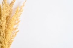 pampas grass bunch of yellow dry ears poaceae isolated white Product Image 1