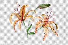 Orange spotted lily watercolor png Product Image 6