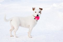 Jack Russell Terrier Product Image 1