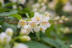 Stock Photo - Twig with white jasmine flower in spring Product Image 1