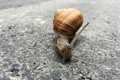 Big garden snail in shell crawling on wet road hurry home Product Image 15