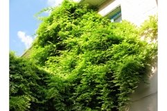 Green tree plant branch nature on the house photo Product Image 1