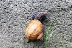 Big garden snail in shell crawling on wet road hurry home Product Image 21